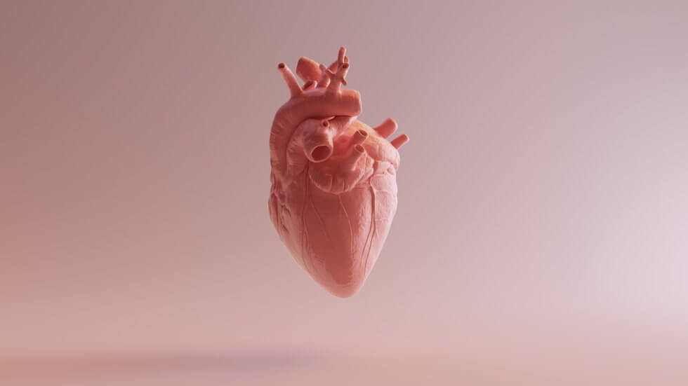 anatomical_heart_model-980x551-1.jpg