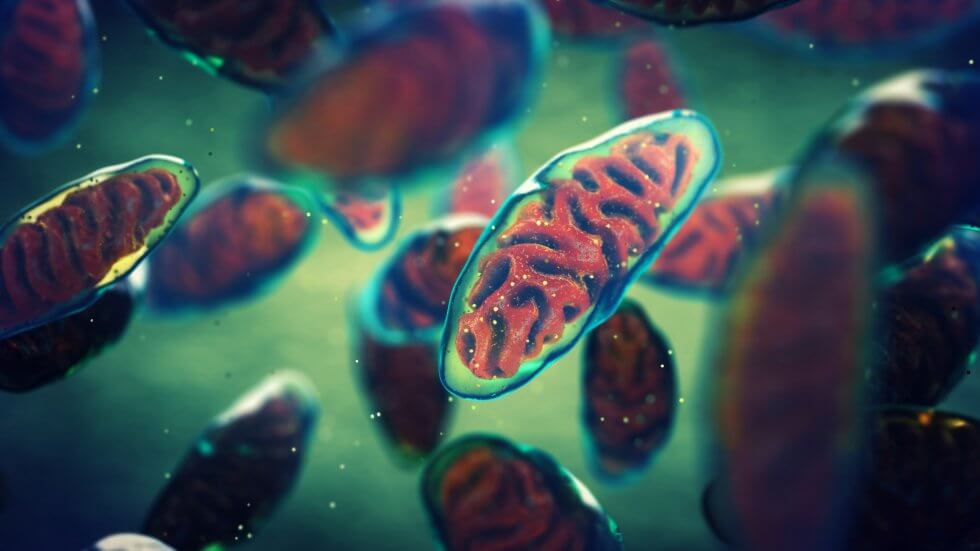 mitochondria_illustration-980x551-1.jpg